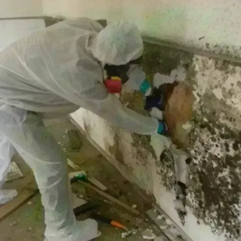 Mold Remediation and Removal in Harbour Heights, FL